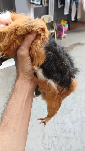 Vendo porquinho da india peruano