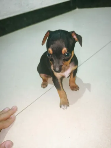 Pincher 0 macho