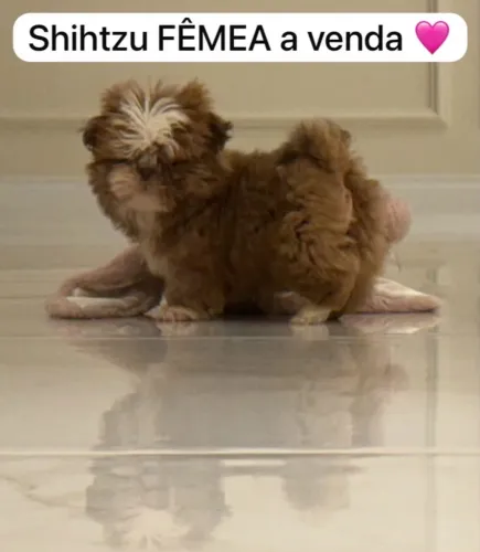 Fêmea de Shihtzu