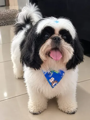 Vendo cachorro shih Tzu macho 5 meses de idade