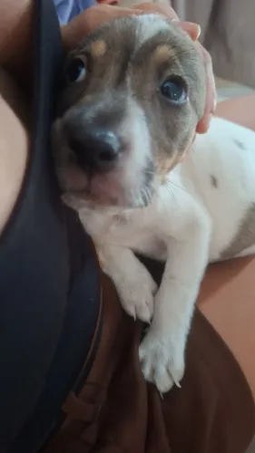 Cachorro