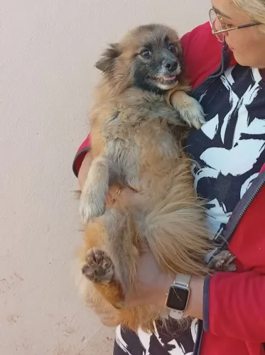 Spitz alemão fêmea adulta