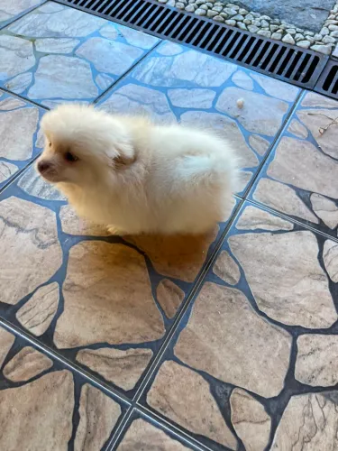 Spitz alemão ~ fêmea