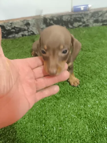 Filhote de Cofap na cor chocolate 40 dias já vermifugado