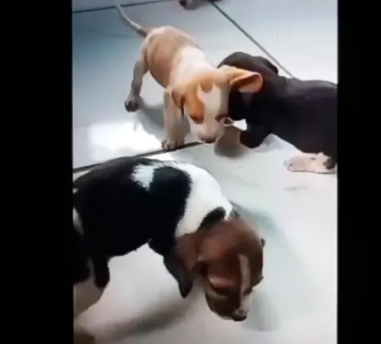 Beagle vacina e garantia 