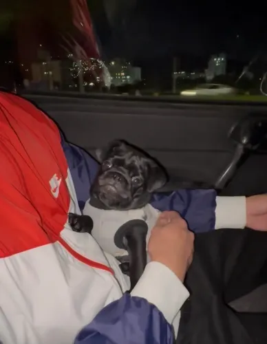 PUG MACHO