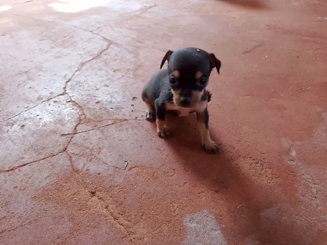 Vendo fêmea pinscher