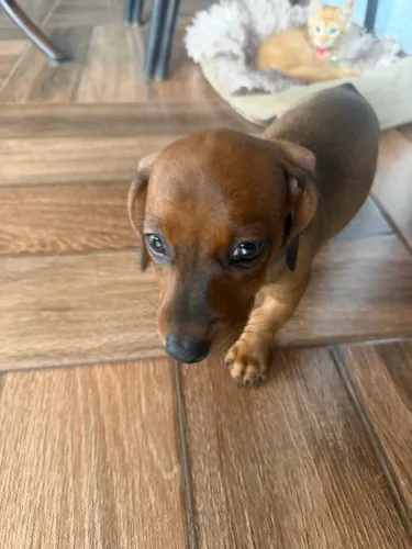Dachshund fêmea