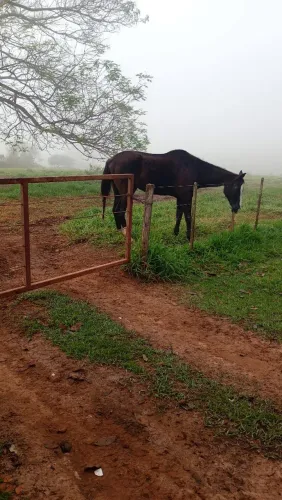 Cavalo de lida