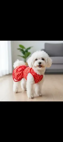 Roupinhas de cachorro