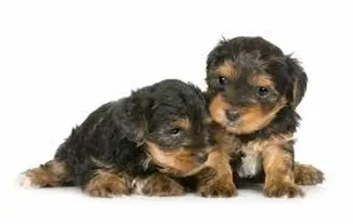 Yorkshire Terrier "Atitude em versão mini."