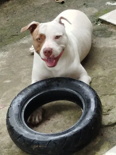 Pitbull