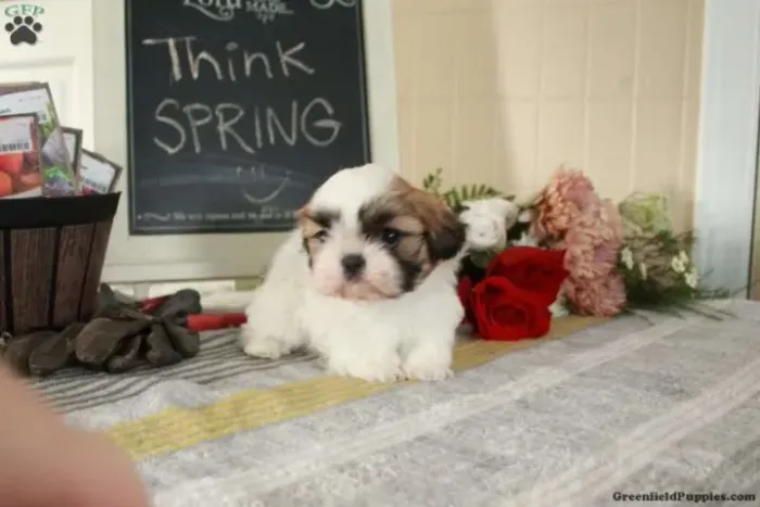 Shih Tzu disponível hoje - adquira agora
