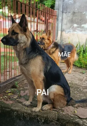 FILHOTE DE PASTOR ALEMÃO CAPA PRETA