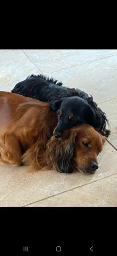 Dois Cachorros Salsicha Peludo