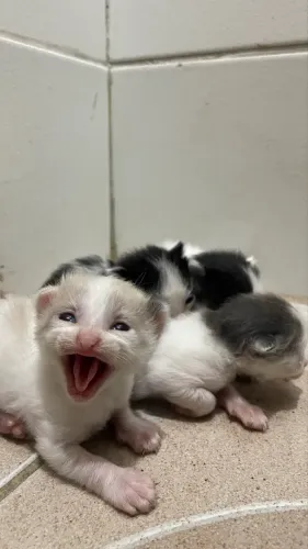 Gatinhos para adoção responsável