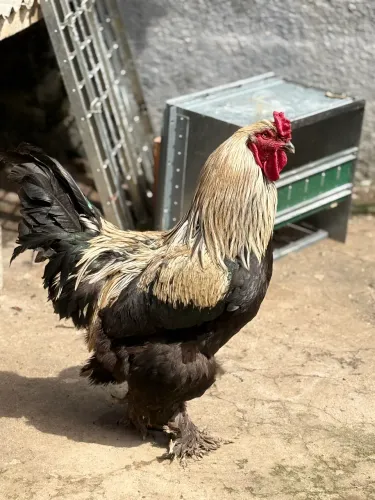Galos caipira/ brahma