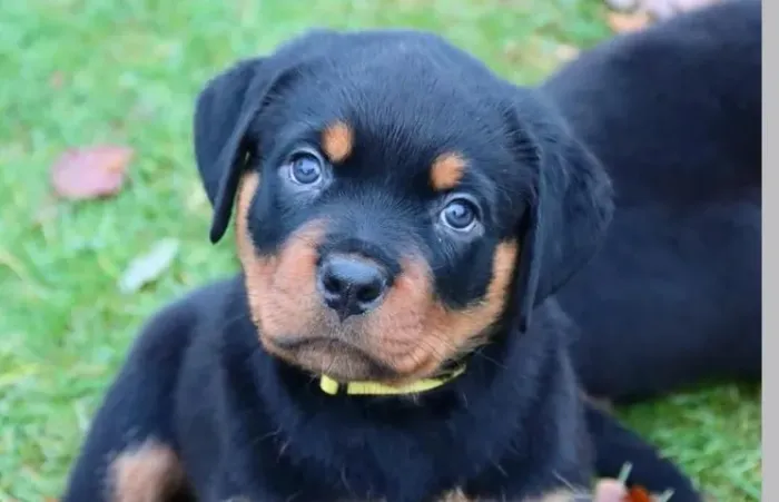 Filhotes de Rottweiler | Filhotes com olhar doce.
