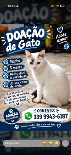 Gato para doação