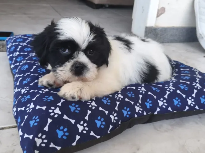 Filhote lhasa apso 