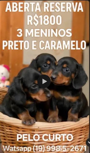 Filhotes meninos dachshund ( Salsichinha )
