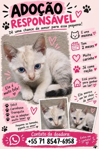Gatinha fêmea 