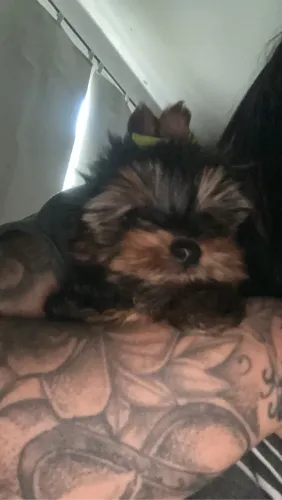 Yorkshire terrier com primeira dose