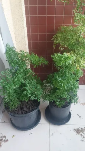 Plantas
