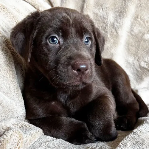 Labrador Chocolate | Procurando um humano favorito.