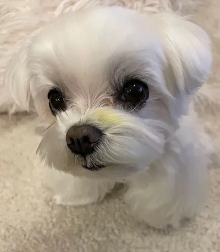 Filhote Maltês, Seu novo melhor amigo tem quatro patas e um coração enorme!