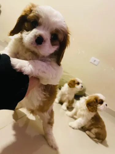 Cavalier fêmea e machinho entrego