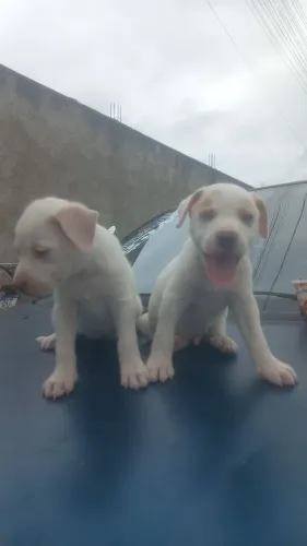 Cachorro