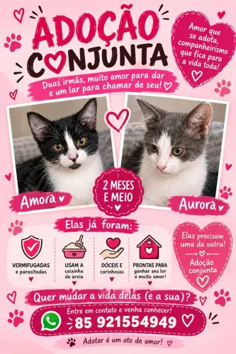 Gatinhas para adoção conjunta
