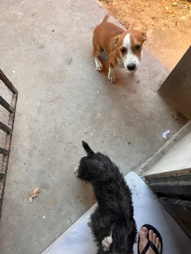 Adoção responsável de dois cachorros de 4 meses
