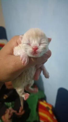 Filhotes de gato persa disponível para reservar 