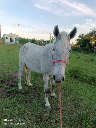 Cavalo marcha batida 