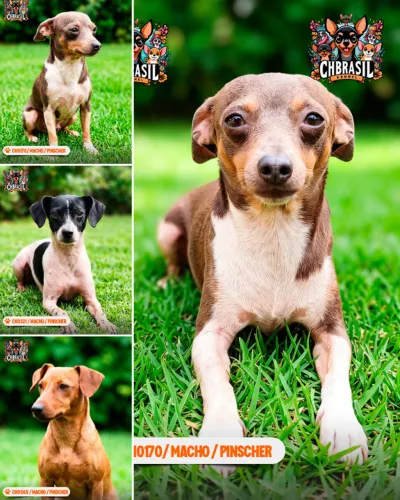 Pinschers para adoção