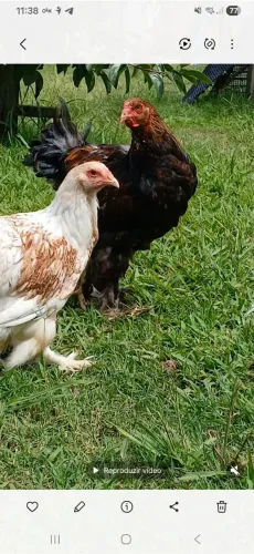 Casal de brahma perdiz