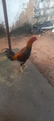 Galo de raça