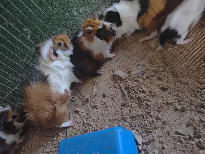 Vende-se porquinho da Índia 