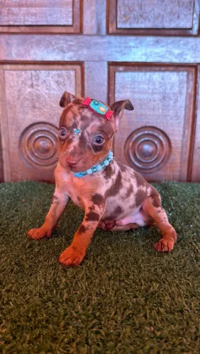 Pinscher macho disponível