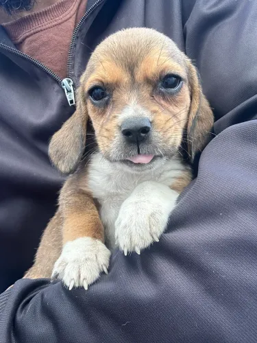 Vendo beagle bicolor(aceito cartão de crédito)