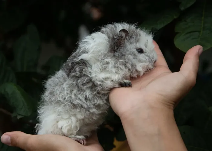 Porquinho da índia filhote - Aceito cartão