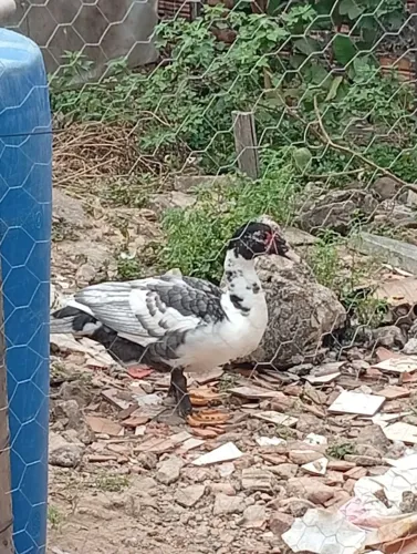 Pato