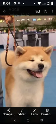 Filhotes akita inu alta linhagem