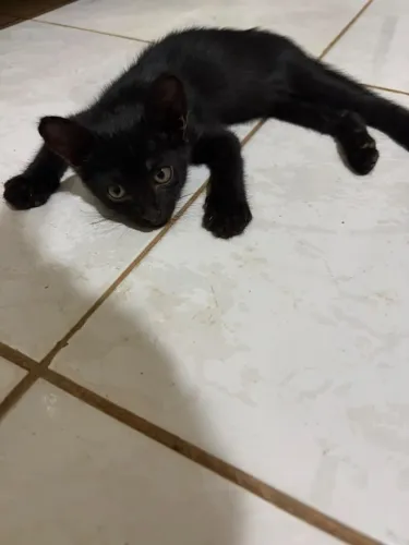 Gatinha linda e carinhosa para adoção!