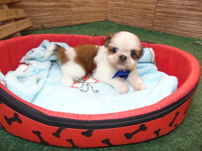 Shih Tzu filhotes lindos disponíveis