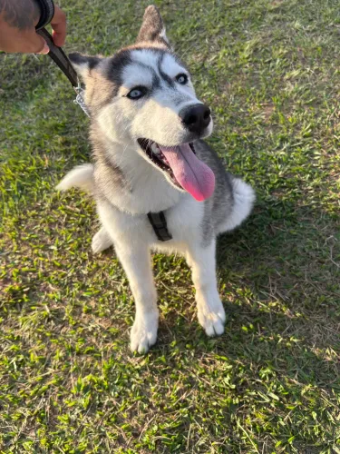 Filhote de husky siberiano