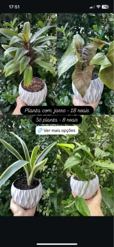 Plantas com jarro para apartamento