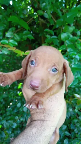 Dachshund macho dourado